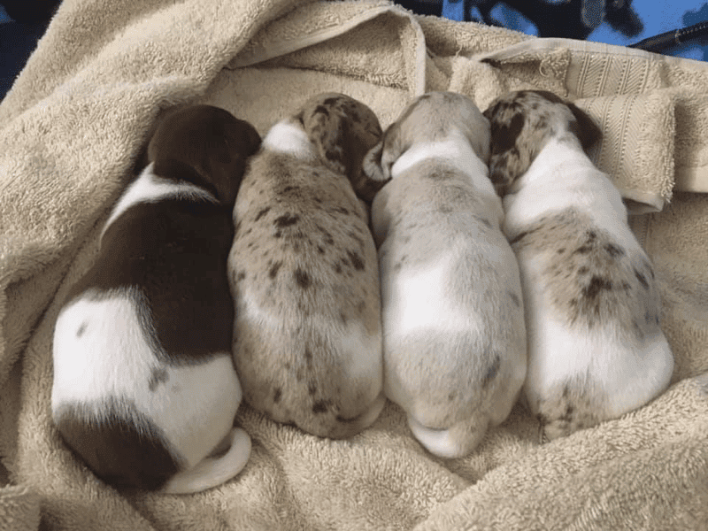 Coastal Georgia Miniature Dachshunds