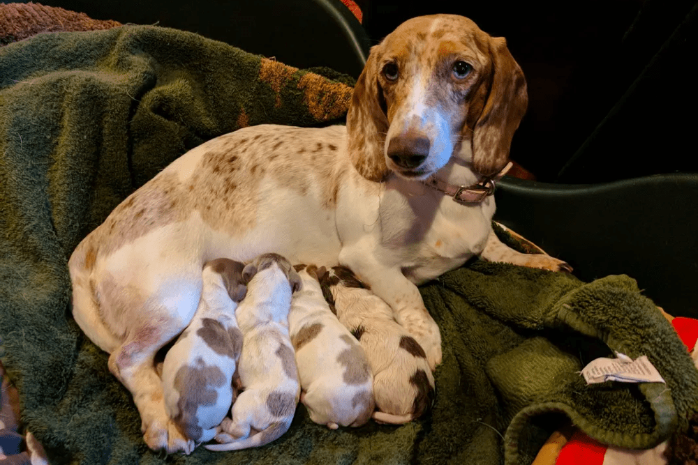 Country Creek Dachshunds in Tennessee