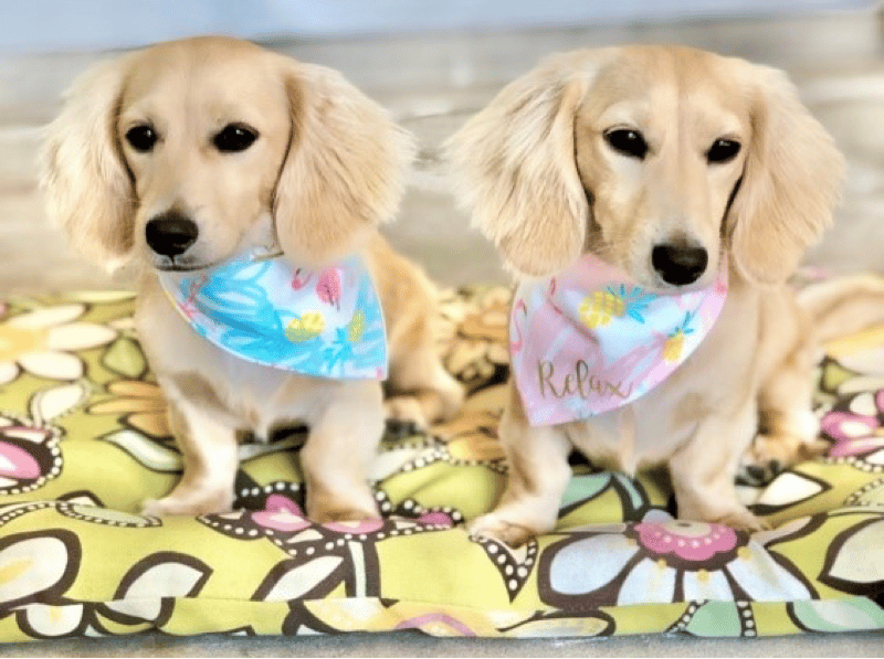 Creme of the Crop Dachshunds in Texas