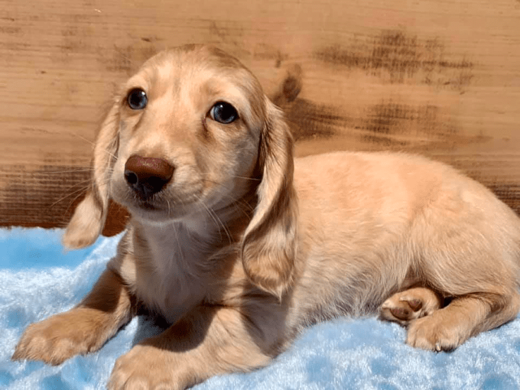 Dachshund Domain Breeder in South Carolina