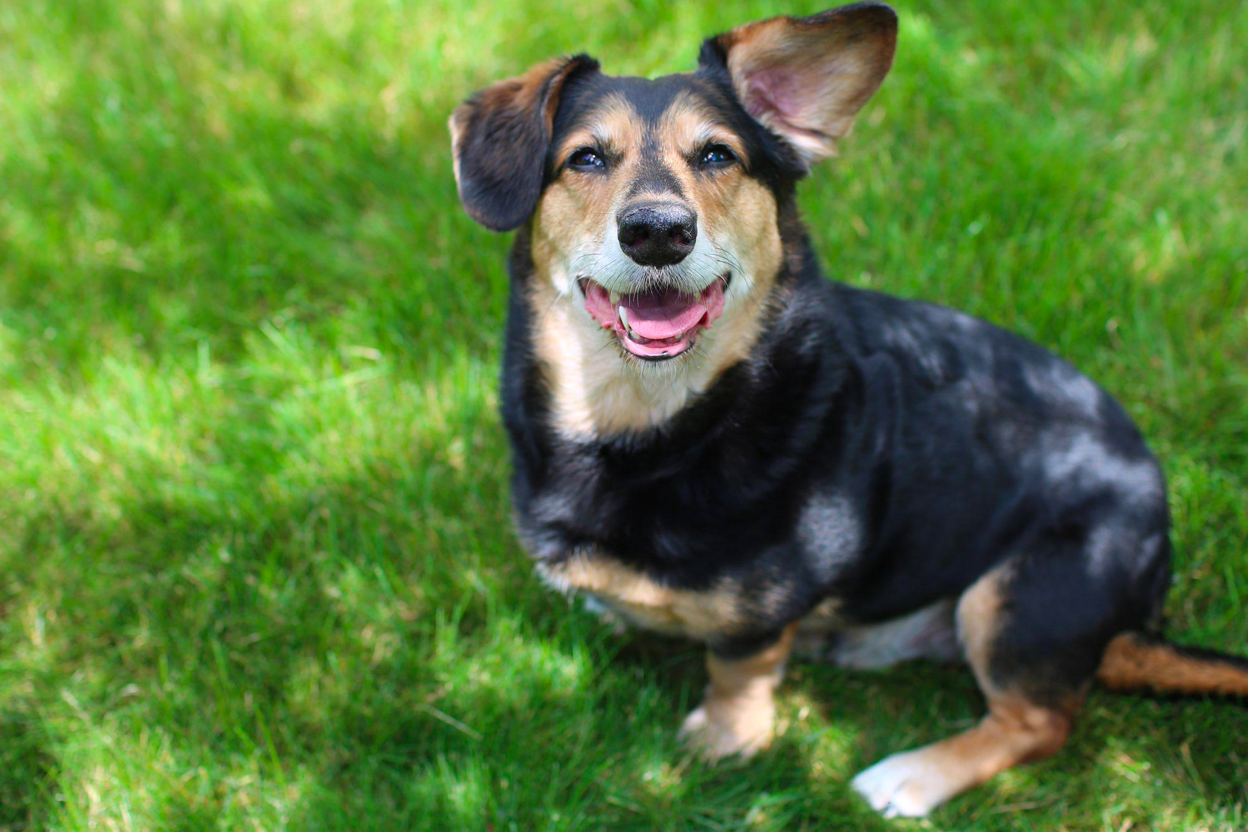 Dachshund German Shepherd Mix