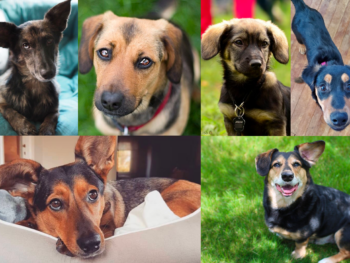 Dachshund Shepherd