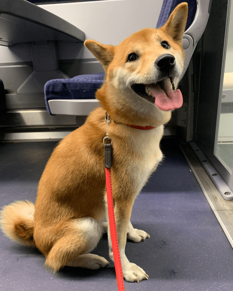 Dachshund Shiba Inu Mix