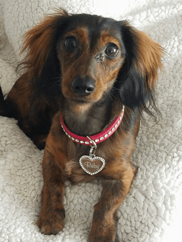 Dachshunds Up North in Minnesota
