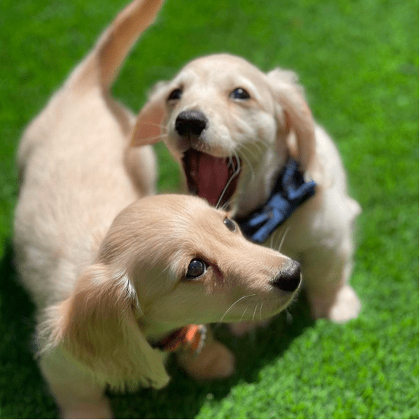 Dainty Cream Dachshunds