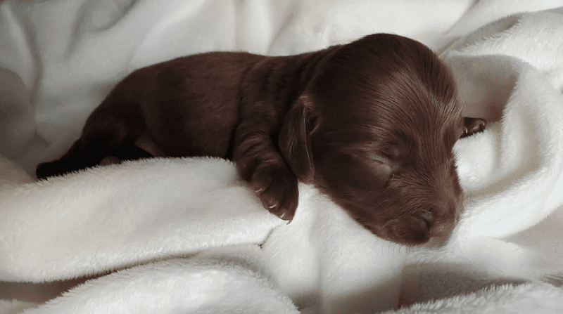 Darling Doxies in Minnesota