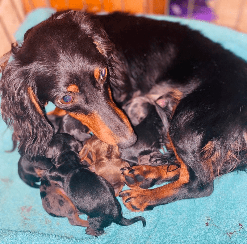 Dixieland Dachshunds Tennessee