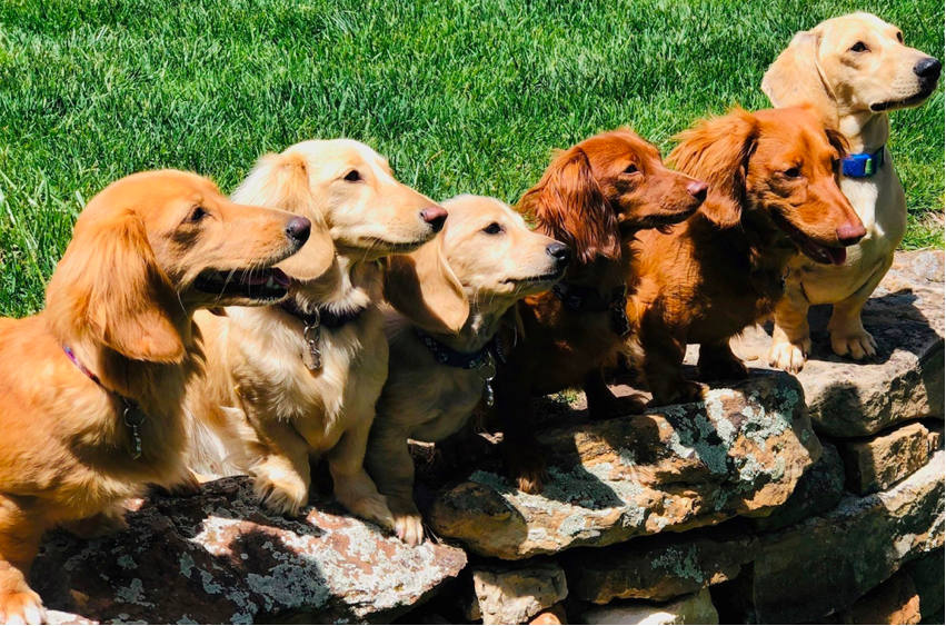 Doxie-ology Dachshund Breeder