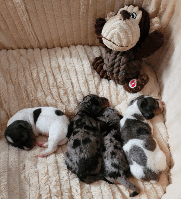 Foxies Doxies Breeder in Georgia