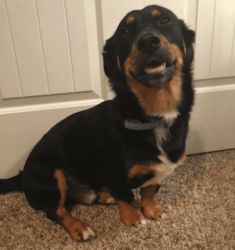 German Shepherd Dachshund Mix