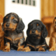 Graber Ranch Dachshunds