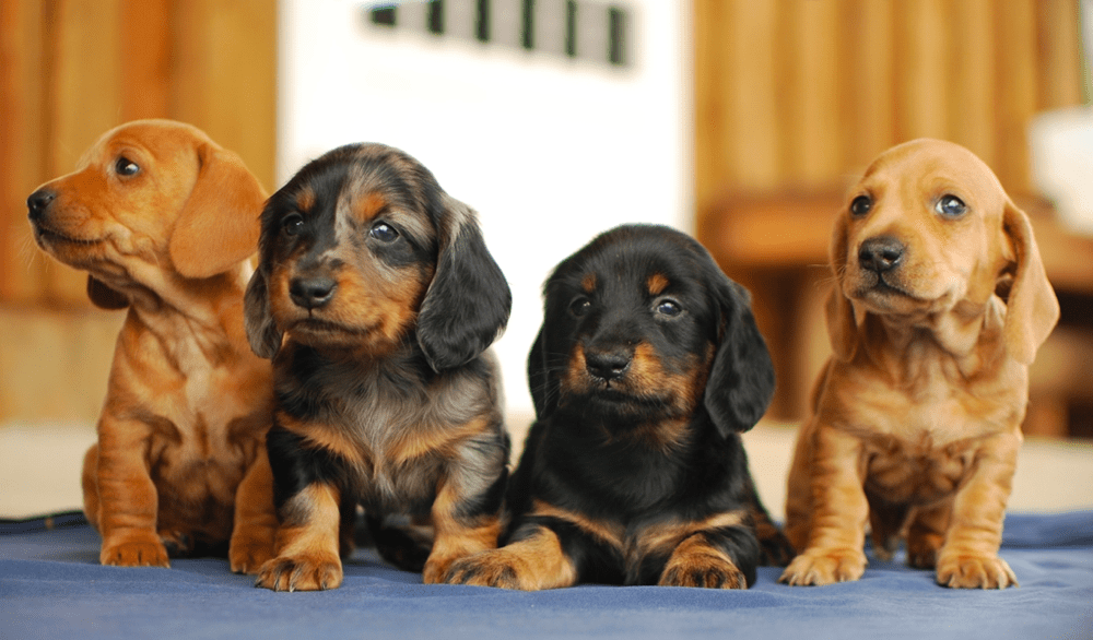 Graber Ranch Dachshunds