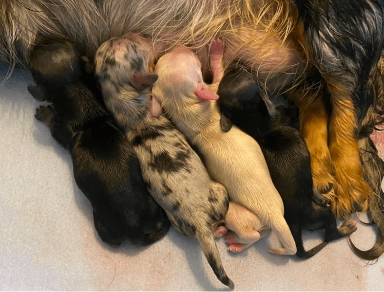 Heart and Soul Mini Doxies in Virginia