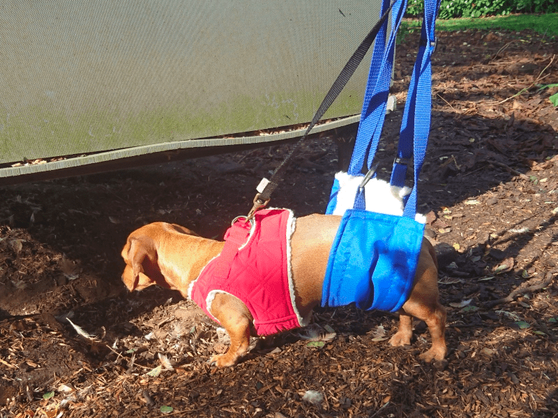 Hind end Sling for Dachshunds with IVDD