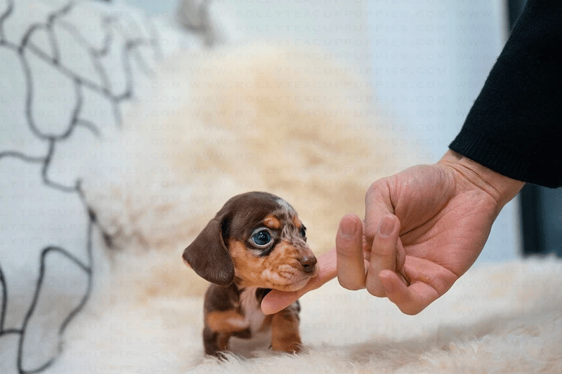 How long do teacup dachshunds live