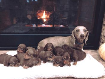 JLS Dachshunds breeder in Clermont Georgia