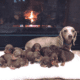 JLS Dachshunds breeder in Clermont Georgia