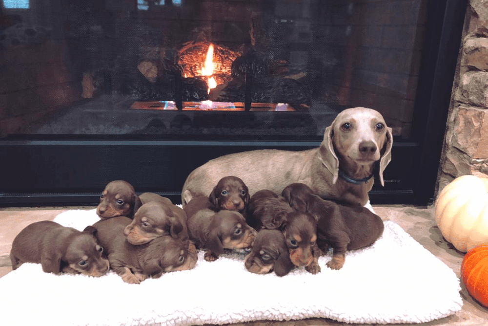 JLS Dachshunds breeder in Clermont Georgia