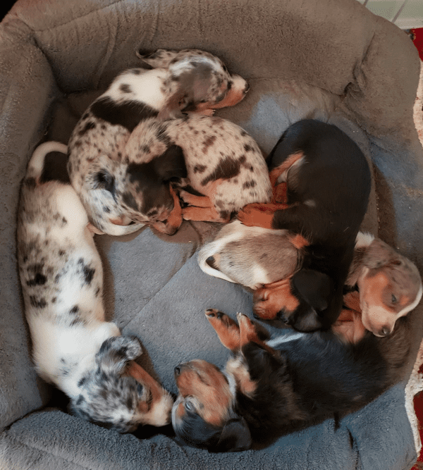 Joy's Diamond Dachshunds