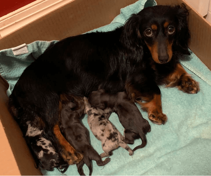 Lakeside Miniature Dachshunds in Minnesota