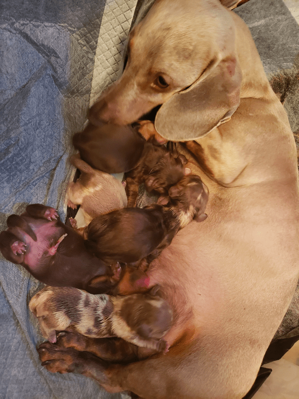 Long Ears Long Dogs Ranch Breeder