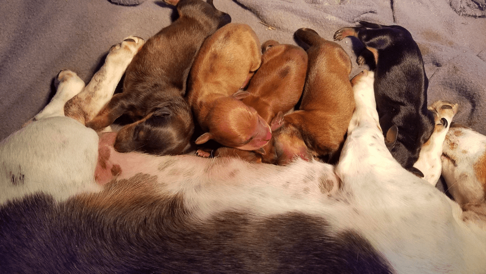 Lucky Luciano Dachshunds in Tennessee
