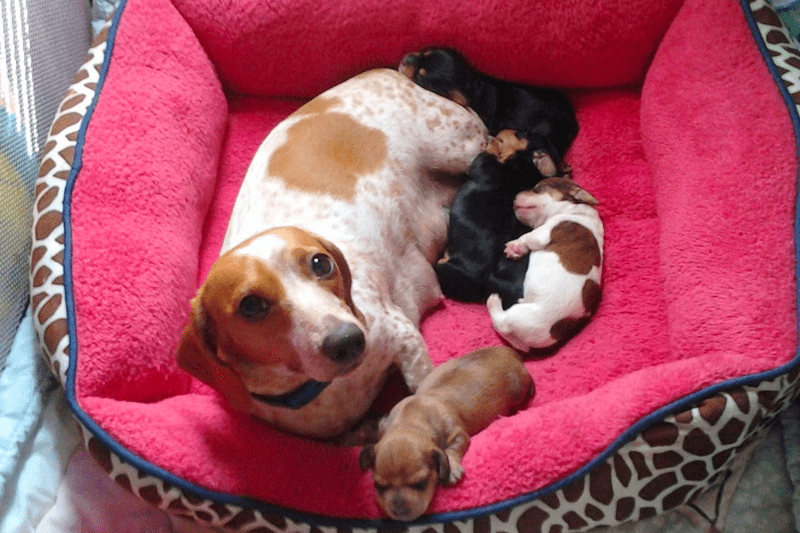 Mini Love Bugs Dachshunds