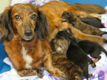 Minideelites Dachshund Breeder in VA