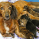Minideelites Dachshund Breeder in VA
