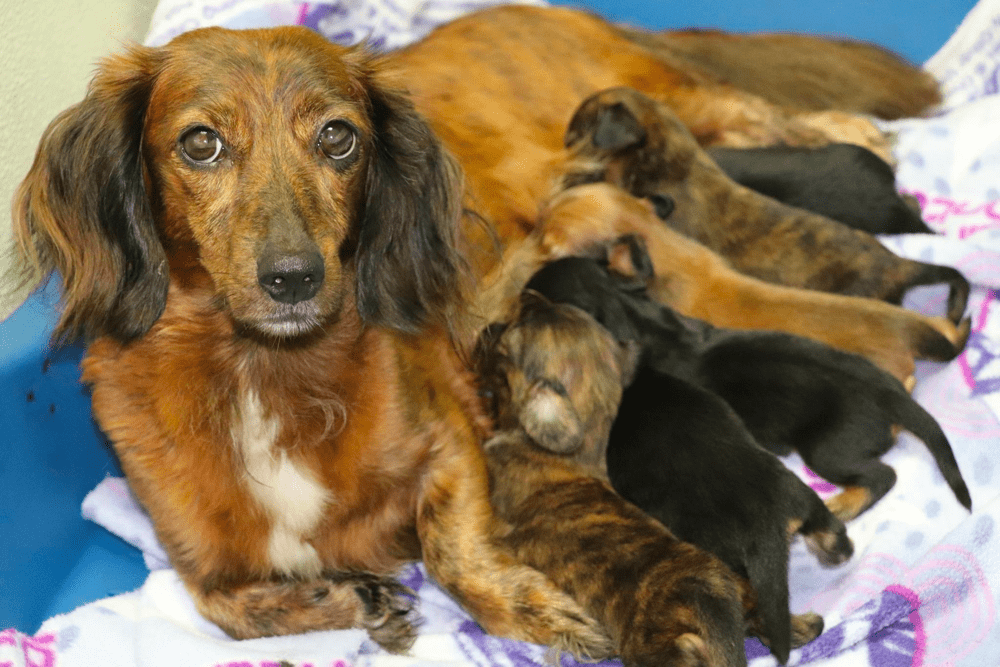 Minideelites Dachshund Breeder in VA