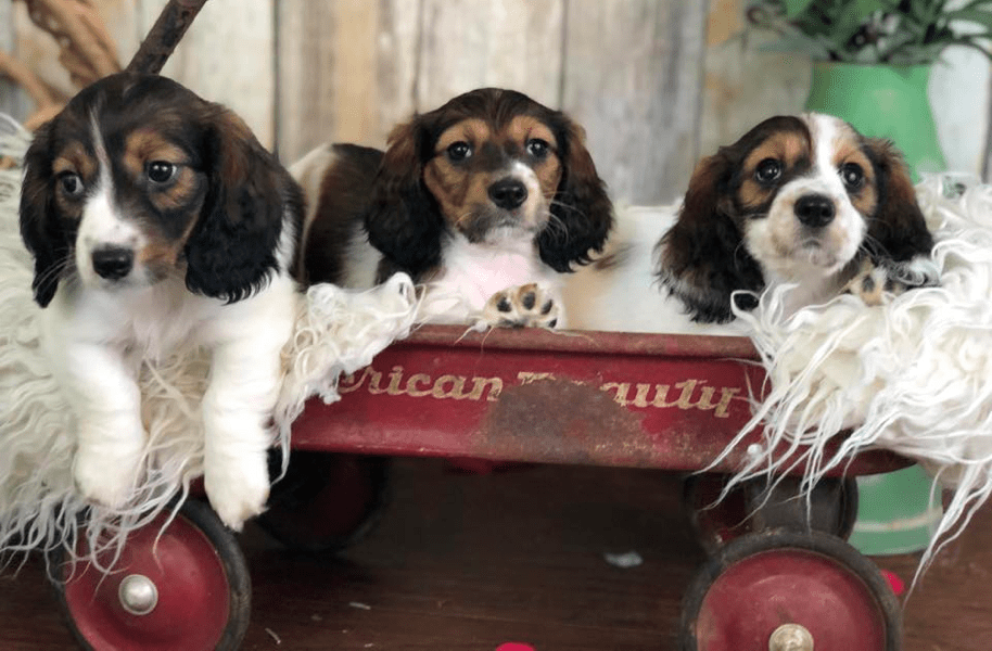 Morgan’s Mini Doxies