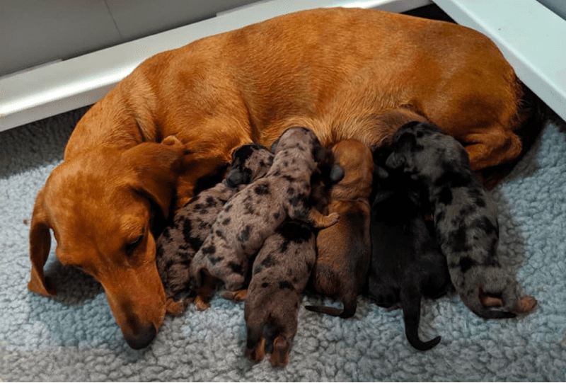 Music Row Dachshunds