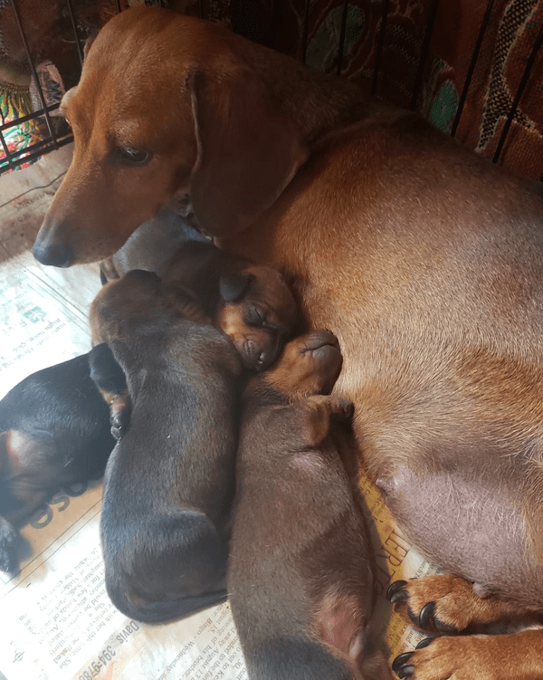 Oakley Farm Dachshund breeder in Virginia