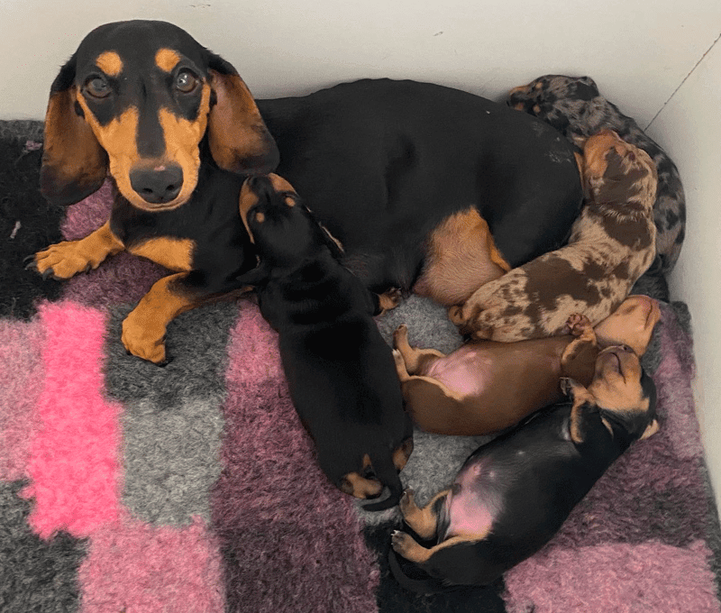 Pleasant Dachshunds