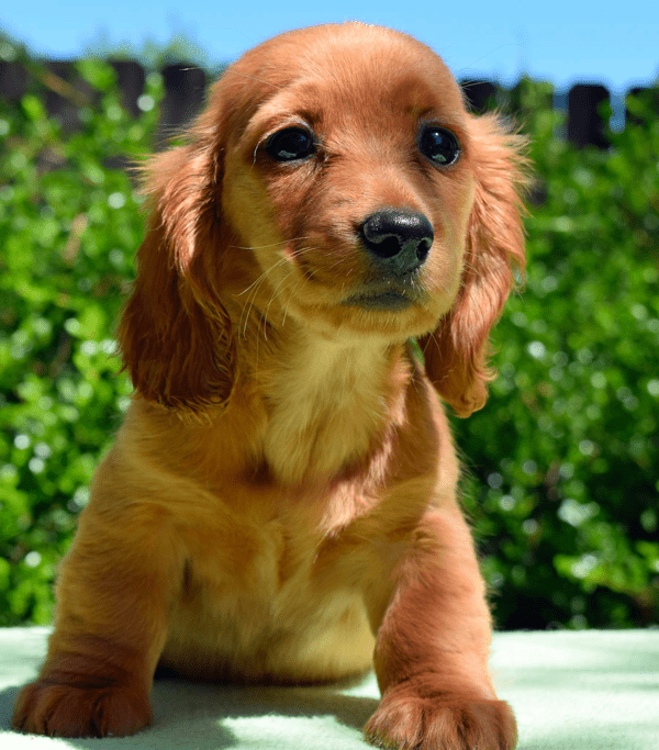 Porth Kennels Miniature Dachshund Breeder