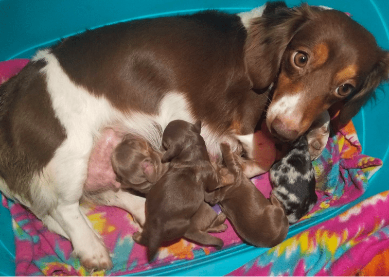 Red Barn Farms Minis Dachshund Breeder in Tennessee