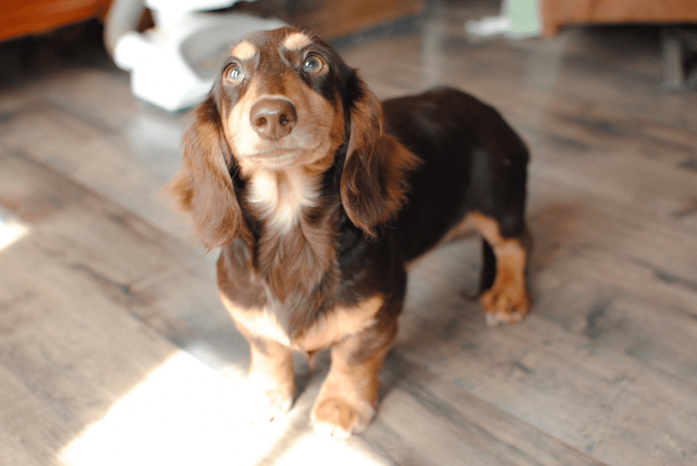 SC Palmetto Dachshunds in South Carolina