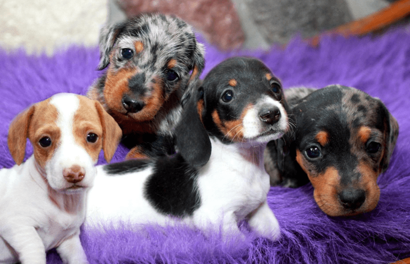 SK Dox Miniature Dachshunds in Minnesota