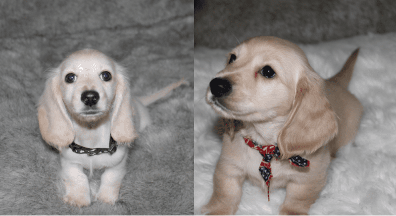 Select Dachshunds in Texas