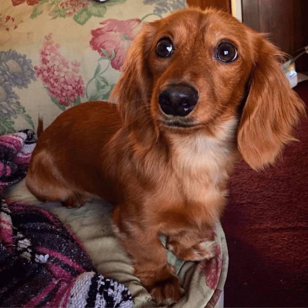 Shady Oaks Dachshunds