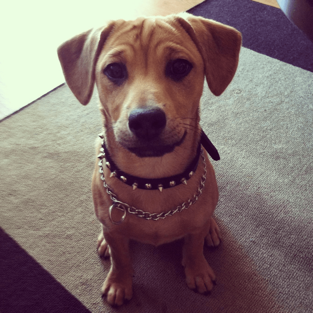 Shiba Inu Dachshund Crossbreed
