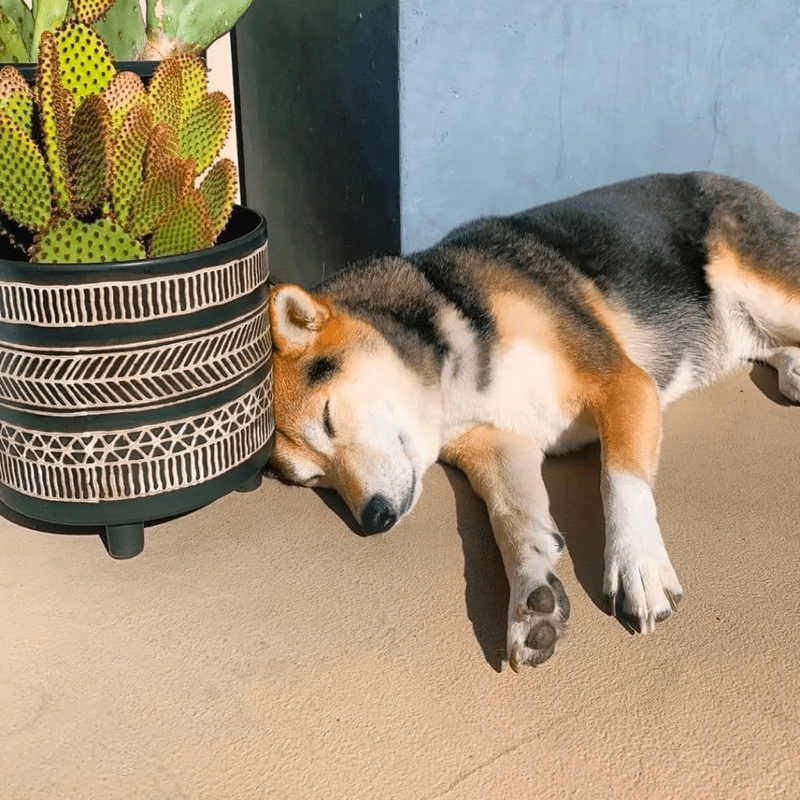 Shiba Inu Dachshund Mix Temperament