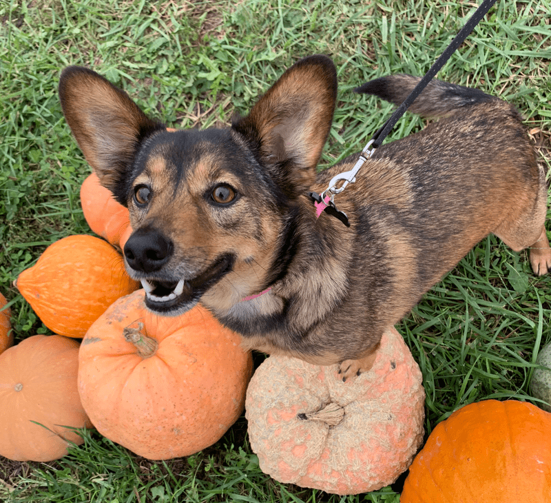 Shiba Inu Dachshund Mix