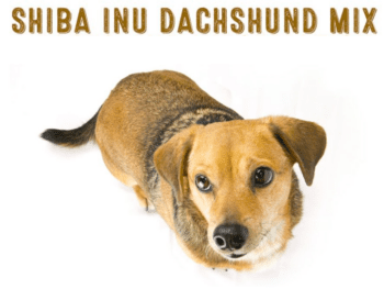 Shibadox - Shiba Inu Dachshund Mix
