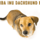 Shibadox - Shiba Inu Dachshund Mix