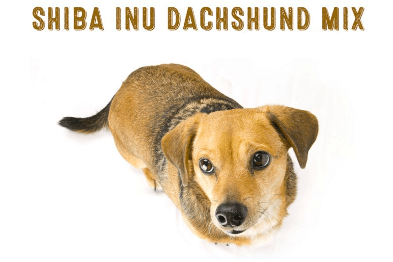 Shibadox - Shiba Inu Dachshund Mix
