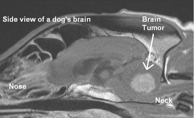 Side view of a dog's brain