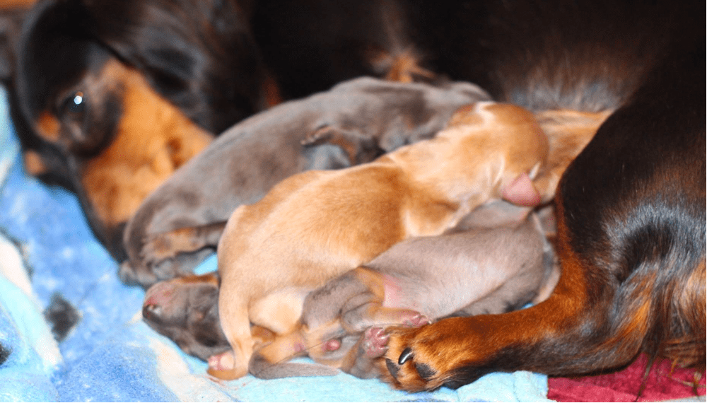 Smokey Mountain Doxies