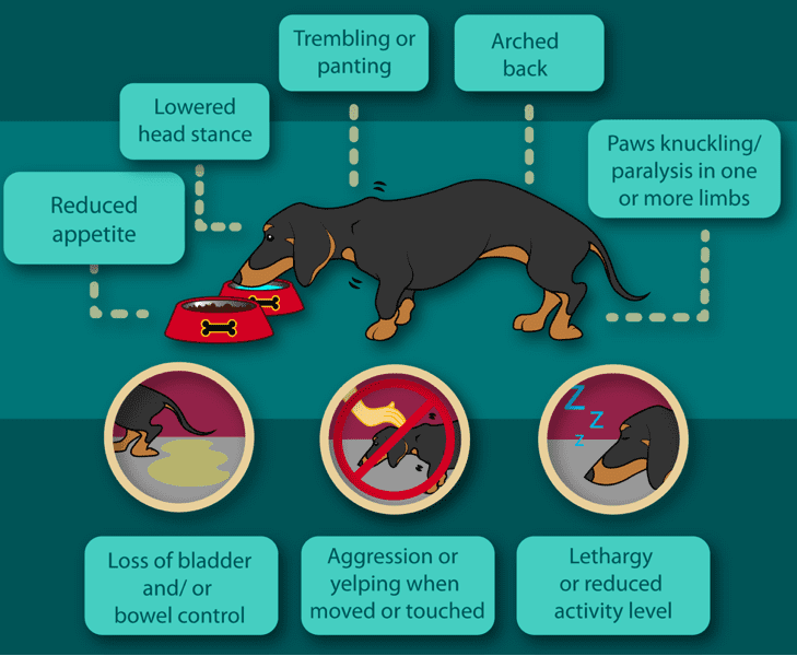 Symptoms of IVDD in Dachshunds