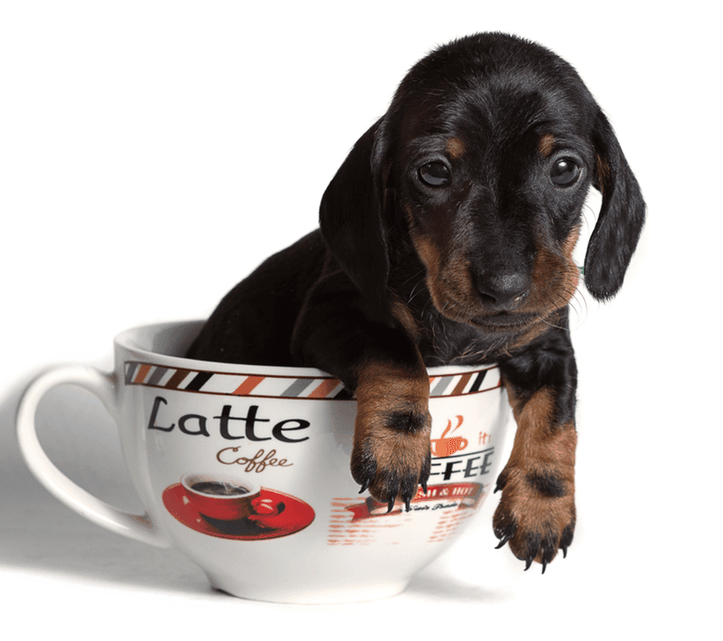 Teacup Dachshunds